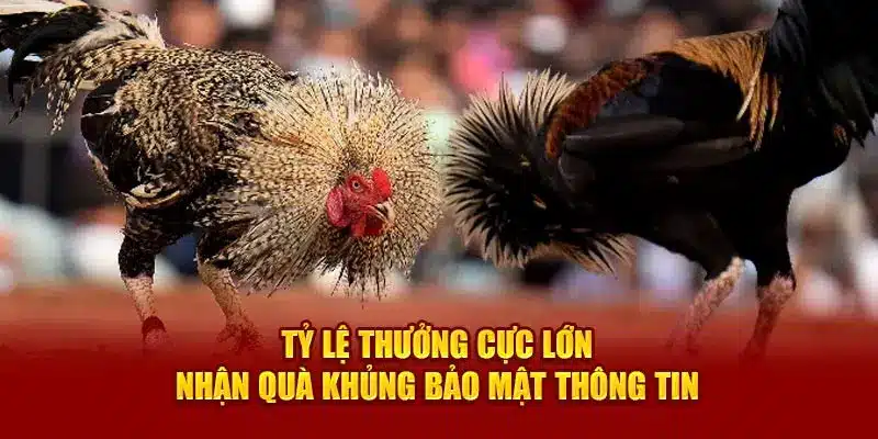 Chiến lược cược để giành chiến thắng lớn trong đá gà 3333Win
