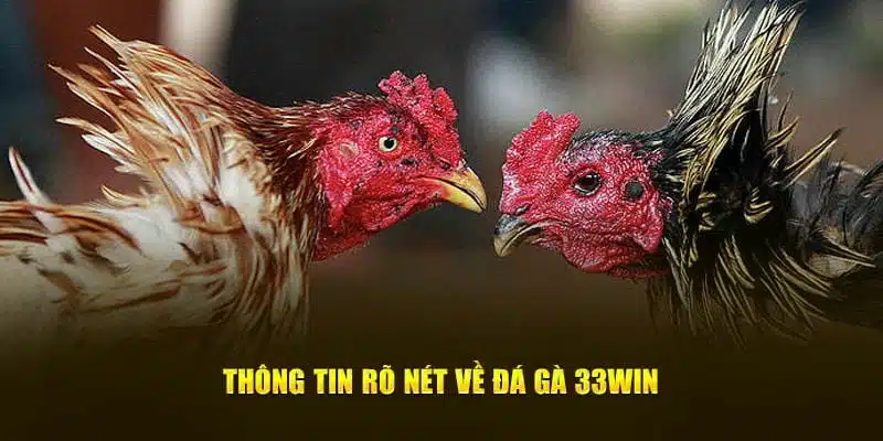 Mẹo chơi đá gà 3333Win cho người mới